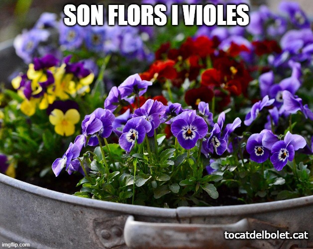 Flors i violes