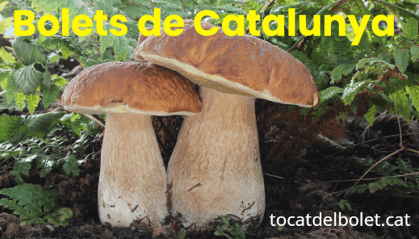 Top 10 Bolets comestibles de Catalunya