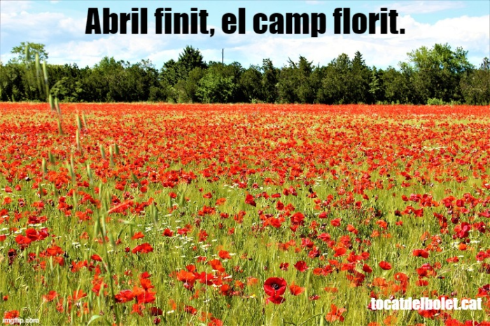 Abril finit, el camp florit
refranys mes d'abril
refranys sobre el mes d'abril
dites sobre el mes d'abril
expressions sobre el mes d'abril
dites i refranys populars catalans