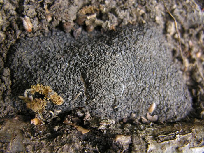 bolets,tòfona,tuber melanosporum,fongs,gastronomia,micologia,recol·lecció,trufaire,aroma,sabor,cuina,forestal,silvicultura,alzina,roure,sostenibilitat,ecosistema,terra,subterrani,simbiòtic,preu,mercat,culinari,delicatessen,tradició