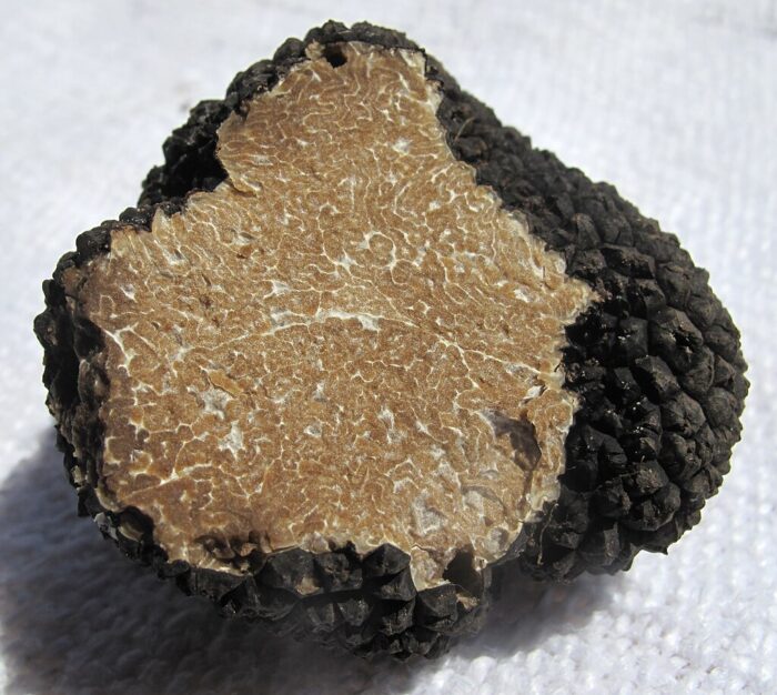 bolets,tòfona,tuber aestivum,fongs,gastronomia,micologia,recol·lecció,trufaire,aroma,sabor,cuina,forestal,silvicultura,alzina,roure,sostenibilitat,ecosistema,terra,subterrani,simbiòtic,preu,mercat,culinari,delicatessen,tradició