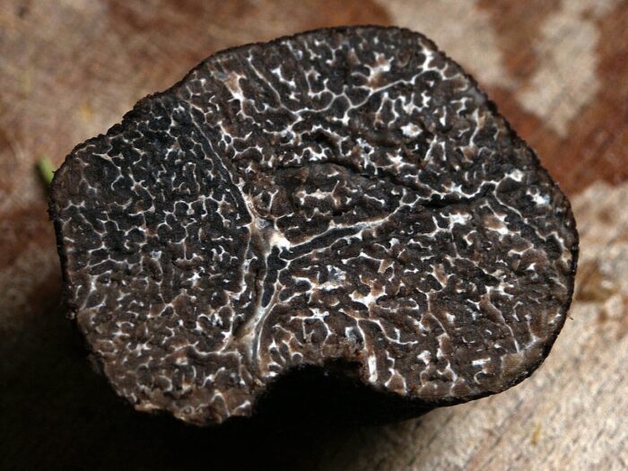 bolets,tòfona,tuber brumae,fongs,gastronomia,micologia,recol·lecció,trufaire,aroma,sabor,cuina,forestal,silvicultura,alzina,roure,sostenibilitat,ecosistema,terra,subterrani,simbiòtic,preu,mercat,culinari,delicatessen,tradició