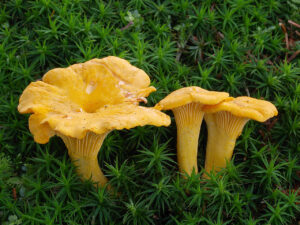 Rossinyol
rossinyols
el rossinyol
rusinyol
rosinyol
bolet
bolets
bolets de Catalunya