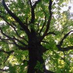 arbre
roure