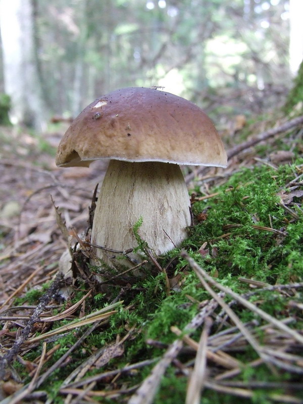 El cep, bolet, bolets de Catalunya, Boletus edulis, bolets, bolets comestibles