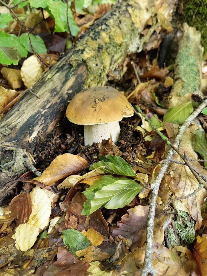 El cep, bolet, bolets de Catalunya, Boletus edulis, bolets, bolets comestibles