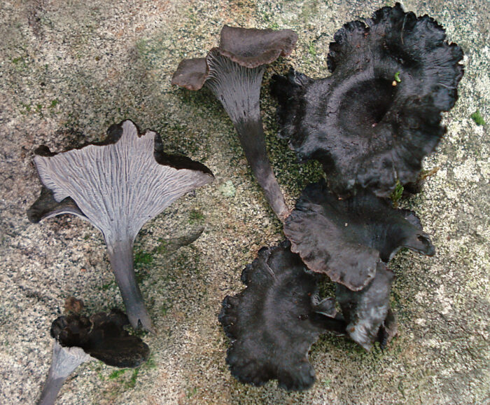 trompeta
trompetes
trompeta de la mort
bolets
fongs
bolet
fong