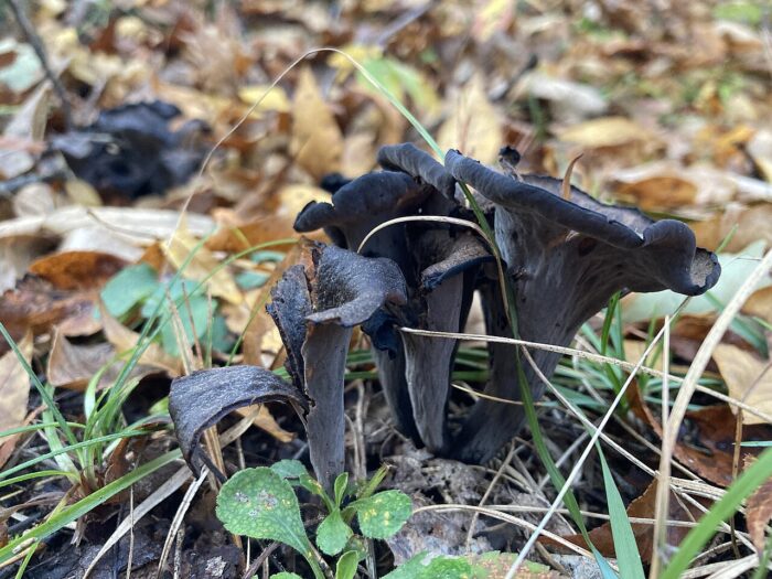 trompeta
trompetes
trompeta de la mort
bolets
fongs
bolet
fong