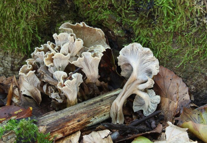 trompeta
trompetes
trompeta de la mort
bolets
fongs
bolet
fong