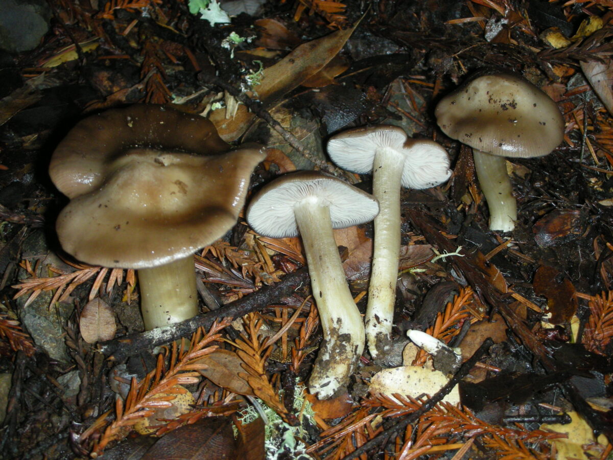 Llenega negra