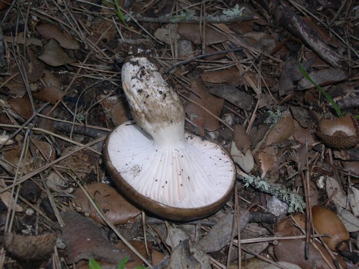 bolets, micologia, llenega negra, Hygrophorus latitabundus, pineda, tardor, comestible, barret viscós, làmines, peu, carn ferma, recol·lecció, cistell, bosc, humitat, fred, confusions, espècies, cuina, guisat, saltejat, conservació, neteja, simbiosi, miceli