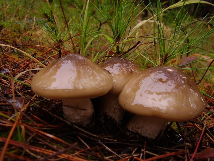 bolets, micologia, llenega negra, Hygrophorus latitabundus, pineda, tardor, comestible, barret viscós, làmines, peu, carn ferma, recol·lecció, cistell, bosc, humitat, fred, confusions, espècies, cuina, guisat, saltejat, conservació, neteja, simbiosi, miceli