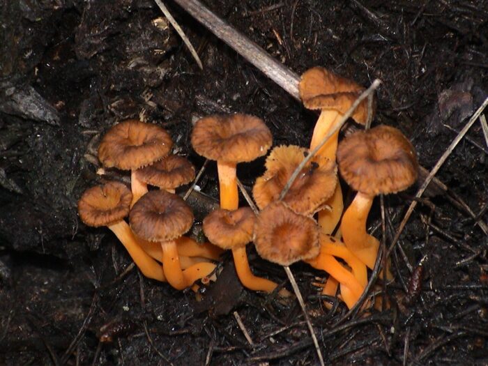 camagroc, camagroc, bolet, bolets, bolets de Catalunya, bolets comestibles