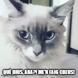 humor, gats, acudits, riure, diversió, comèdia, felins, miols, bromes, somriures, gatets, sàtira, ironia, enginy, ocurrències, rialles, entreteniment, capses, ratolins, memes, caricatures, còmic, mascota, trapelleries, humor gatú
