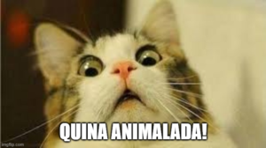 humor, gats, acudits, riure, diversió, comèdia, felins, miols, bromes, somriures, gatets, sàtira, ironia, enginy, ocurrències, rialles, entreteniment, capses, ratolins, memes, caricatures, còmic, mascota, trapelleries, humor gatú