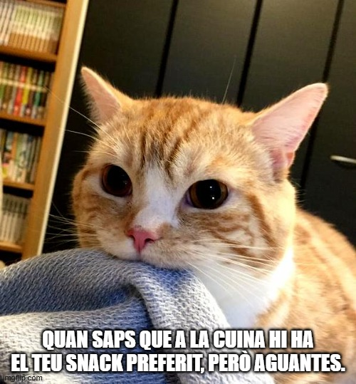humor, gats, acudits, riure, diversió, comèdia, felins, miols, bromes, somriures, gatets, sàtira, ironia, enginy, ocurrències, rialles, entreteniment, capses, ratolins, memes, caricatures, còmic, mascota, trapelleries, humor gatú