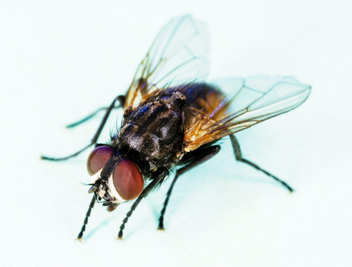 pujar la mosca al nas, pujar-li la mosca al nas, Enfadar-se, irritació, ràbia, emprenyament, rabieta, indignació, reacció, sospita, desconfiança, malfiança, susceptibilitat, orgull, geni, temperament, caràcter, impaciència, enutjar-se, picar-se, mosca, nas, expressió, fraseologia, català, significat, origen